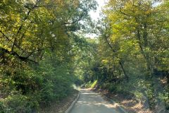 Shaded Road