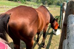 Horses Ass