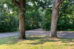 Two Trees