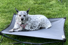 Molly waiting for her walk