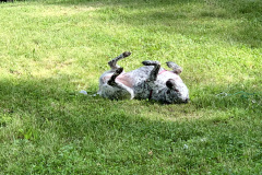 Dogs broke!