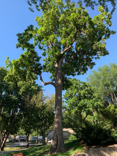 Trees