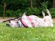 Molly