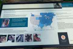 All About Bats