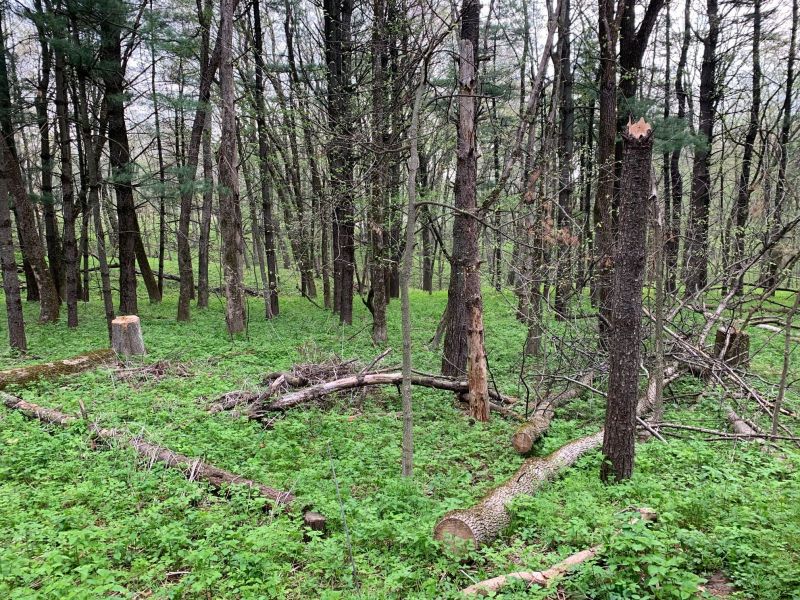 Behind my campsite