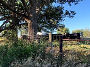 Hiking Trail View with Cattle