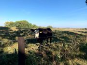 Cow #19 Selling Directions
