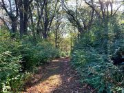 Hiking Trail View