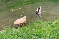Ducks